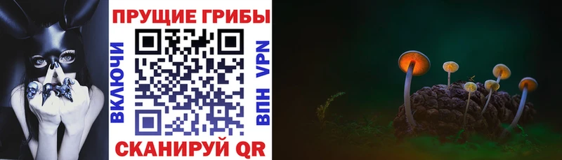 Галлюциногенные грибы Psilocybine cubensis  Омутнинск 